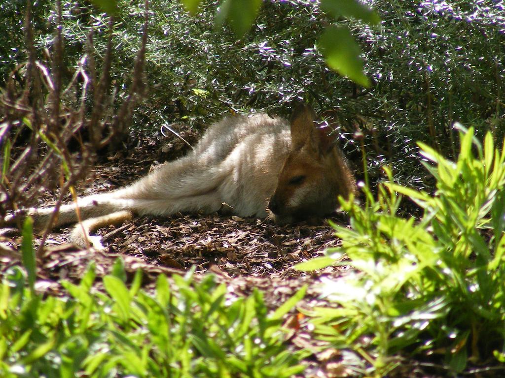 Wallaby Ridge Retreat Mount Tamborine Luaran gambar